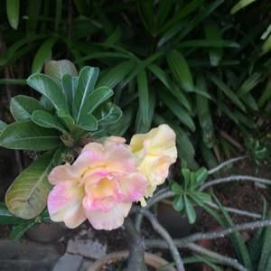 Meet your Posher, Lai